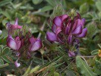 Onobrychis humilis 10, Saxifraga-Willem van Kruijsbergen