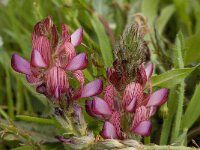 Onobrychis humilis 4, Saxifraga-Willem van Kruijsbergen