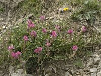 Onobrychis supina 2, Saxifraga-Jan van der Straaten