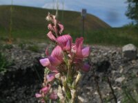 Onobrychis viciifolia 11, Esparcette, Saxifraga-Rutger Barendse