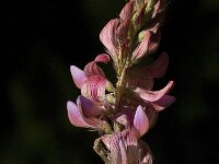 Onobrychis viciifolia 12, Esparcette, Saxifraga-Jan van der Straaten