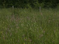 Onobrychis viciifolia 13, Esparcette, Saxifraga-Willem van Kruijsbergen