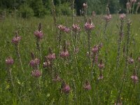 Onobrychis viciifolia 17, Esparcette, Saxifraga-Willem van Kruijsbergen