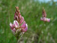 Onobrychis viciifolia 22, Esparcette, Saxifraga-Ed Stikvoort