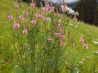 Onobrychis viciifolia 24, Esparcette, Saxifraga-Ed Stikvoort