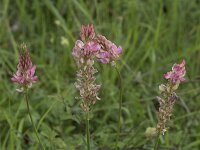Onobrychis viciifolia 29, Esparcette, Saxifraga-Willem van Kruijsbergen