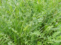 Onobrychis viciifolia 30 Esparcette, Saxifraga-Rutger Barendse