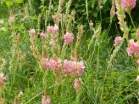 Onobrychis viciifolia 31 Esparcette, Saxifraga-Rutger Barendse