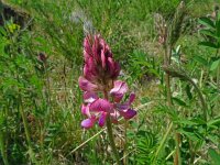 Onobrychis viciifolia 37, Esparcette, Saxifraga-Hans Grotenhuis
