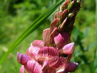 Onobrychis viciifolia 38, Esparcette, Saxifraga-Hans Grotenhuis