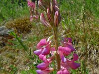 Onobrychis viciifolia 39, Esparcette, Saxifraga-Hans Grotenhuis