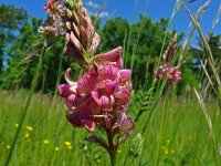 Onobrychis viciifolia 40, Esparcette, Saxifraga-Hans Grotenhuis