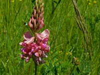 Onobrychis viciifolia 41, Esparcette, Saxifraga-Hans Grotenhuis