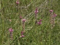 Onobrychis viciifolia 42, Esparcette, Saxifraga-Willem van Kruijsbergen