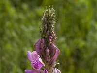 Onobrychis viciifolia 5, Esparcette, Saxifraga-Jan van der Straaten