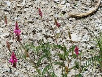Onobrychis viciifolia 6, Esparcette, Saxifraga-Willem van Kruijsbergen