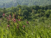 Onobrychis viciifolia 9, Esparcette, Saxifraga-Jan van der Straaten
