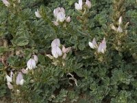 Ononis cossoniana 12, Saxifraga-Willem van Kruijsbergen