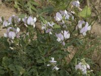 Ononis cossoniana 13, Saxifraga-Willem van Kruijsbergen