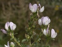 Ononis cossoniana 8, Saxifraga-Willem van Kruijsbergen