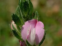Ononis cristata 2, Saxifraga-Marijke Verhagen