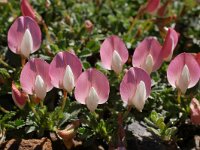 Ononis cristata 7, Saxifraga-Harry Jans