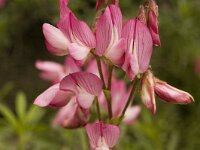 Ononis fruticosa 2, Saxifraga-Jan van der Straaten