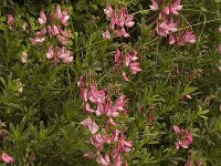 Ononis fruticosa 5, Saxifraga-Jan van der Straaten