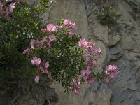 Ononis fruticosa 7, Saxifraga-Jan van der Straaten