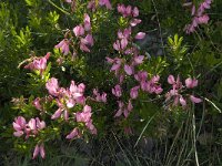 Ononis fruticosa 8, Saxifraga-Jan van der Straaten