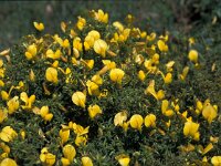 Ononis ramosissima 2, Saxifraga-Jan van der Straaten