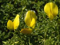 Ononis ramosissima 6, Saxifraga-Willem van Kruijsbergen