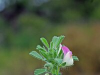 Ononis reclinata 2, Saxifraga-Jeroen Willemsen