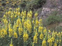 Ononis speciosa 2, Saxifraga-Jan van der Straten