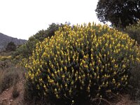 Ononis speciosa 3, Saxifraga-Jan van der Straten