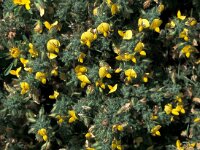 Ononis speciosa 4, Saxifraga-Jan van der Straaten