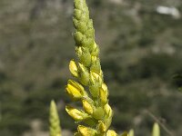 Ononis speciosa 7, Saxifraga-Jan van der Straaten