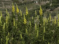 Ononis speciosa 8, Saxifraga-Willem van Kruijsbergen