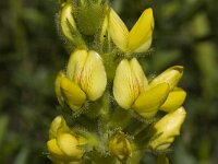 Ononis speciosa 9, Saxifraga-Jan van der Straaten