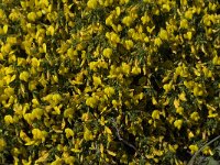 Ononis variegata 11, Saxifraga-Jan van der Straaten