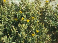 Ononis variegata 4, Saxifraga-Jan van der Straaten