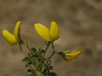 Ononis variegata 8, Saxifraga-Jan van der Straaten