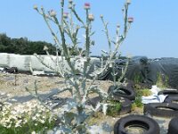 Onopordum acanthium 10, Wegdistel, Saxifraga-Rutger Barendse