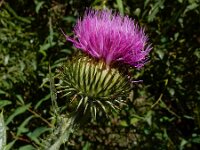Onopordum acanthium 18, Wegdistel, Saxifraga-Ed Stikvoort