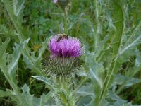 Onopordum acanthium 2, Wegdistel, Saxifraga-Jasenka Topic