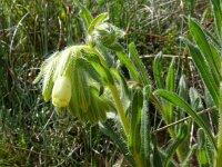 Onosma echioides 7, Saxifraga-Hans Grotenhuis