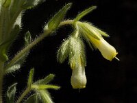 Onosma fastigiata 2, Saxifraga-Jan van der Straaten