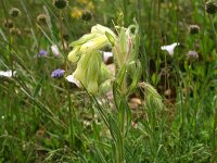 Onosma fastigiata 5, Saxifraga-Dirk Hilbers