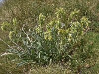 Onosma fastigiata 6, Saxifraga-Harry Jans