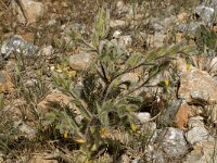 Onosma graeca 4, Saxifraga-Jan van der Straaten